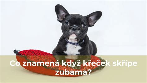 krlk skpe zubama|Králík skřípe zubama, nejí, nepije a hodně málo se hýbe.